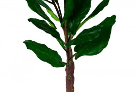 Искусственные растения Фикус лирата MK-7407-FC Темно-зеленый в Оби - ob.katalogmebeli.com | фото 2