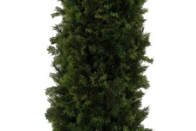 Искусственные растения Туя MK-7400-CT Темно-зеленый в Оби - ob.katalogmebeli.com | фото 2
