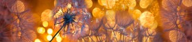 Кухонный фартук Мерцание Одуванчики золотистые 3 серебро в Оби - ob.katalogmebeli.com | фото 1