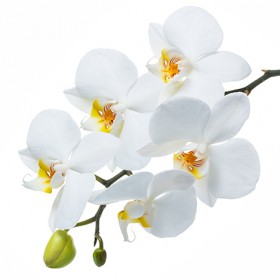 Стол обеденный Танго белый/Орхидея в Оби - ob.katalogmebeli.com | фото 3